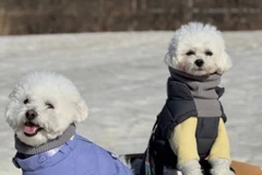 Những chú chó cưỡi trên xe trượt tuyết. (Nguồn: Joongangdaily)