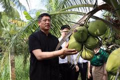 Ông Ngụy Hoa Tường, Tổng lãnh sự quán Trung Quốc tại Thành phố Hồ Chí Minh tham quan vườn dừa ở huyện Cầu Kè, Trà Vinh. (Ảnh: Thanh Hòa/TTXVN)