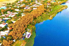 Hoa sưa khoe sắc vàng rực bên dòng sông Tam Kỳ tại phường Hương Trà (thành phố Đà Nẵng). (Ảnh: Khoa Chương/TTXVN)
