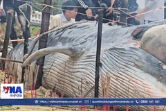 Cá Ông trôi dạt vào bờ biển Đà Nẵng 