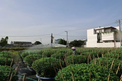 Người dân chăm sóc hoa Tết tại làng hoa Kim Dinh. (Ảnh: Hoàng Nhị/TTXVN)