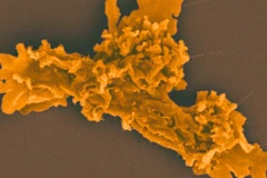 Ảnh chụp hiển vi các tế bào dạng amip đơn bào. (Ảnh: sciencealert.com)