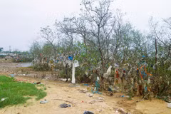 Rừng ngập mặn ven bờ sông Lam (Nghệ An) bị bức tử bởi vô số rác thải. (Ảnh: Xuân Tiến/TTXVN)