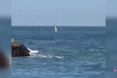 Cá voi khổng lồ xuất hiện ở Vịnh Nha Trang 