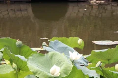 Hoa sen khoe sắc tô điểm vẻ đẹp Kinh thành Huế 