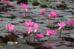 Giữa không gian sơn thủy hữu tình, từng cánh hoa súng mảnh mai nổi bật trên mặt nước phẳng lặng. (Ảnh: Thùy Dung/TTXVN)