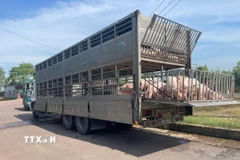 Phương tiện chở 220 con lợn bị lực lượng chức năng bắt giữ. (Ảnh: TTXVN phát)