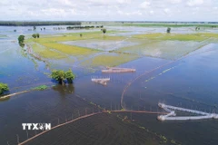 Người dân An Giang đặt vó đánh bắt cá trên cánh đồng ngập nước ở vùng biên giới. (Ảnh: Công Mạo/TTXVN)