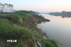 Tại thôn Yên Lạc, xã Vĩnh Lộc, dọc bờ sông Mã đoạn chảy qua địa bàn đang có nguy cơ sạt lở đất đất nông nghiệp của người dân và uy hiếp tính mạng của gần 20 hộ dân quanh vùng. (Ảnh: Khiếu Tư /TTXVN)