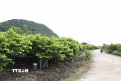 Những vườn na xanh mướt đến vụ thu hoạch là thành quả của sự dám nghĩ, dám làm của người dân vùng cao Phú Long. (Ảnh: Đức Phương/TTXVN)