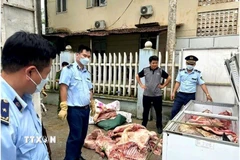 Đội Quản lý thị trường số 3 phối hợp với Công an xã Vĩnh Hảo và cơ quan Thú y huyện Bắc Quang kiểm tra đột xuất địa điểm kinh doanh do ông Trần Xuân Chiến làm chủ, có địa chỉ thôn Vĩnh Sơn, xã Vĩnh Hảo, huyện Bắc Quang phát hiện 648 kg sản phẩm là thịt lợn không có hóa đơn, chứng minh nguồn gốc hợp pháp. (Ảnh: TTXVN phát)