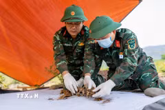 Cất bốc hài cốt liệt sỹ tại khu vực bản Bãi Dinh, xã Dân Hóa, tỉnh Quảng Trị. (Ảnh: Nguyên Linh/TTXVN)