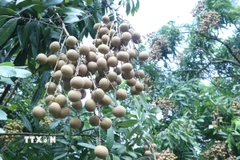 Nhãn đường phèn quả vuông là một trong giống nhãn đặc sản ở Hưng Yên. (Ảnh: Đinh Văn Nhiều/TTXVN)