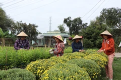 Chăm sóc hoa Tết ở Hợp tác xã Tân Long A, xã Phong Điền (Cần Thơ). (Ảnh: Thu Hiền/TTXVN)