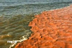 Nước biển 2 màu nước xanh và nâu đỏ kéo dài hàng chục km tại khu vực biển Tây, gần Hòn Đá Bạc, thuộc xã Đá Bạc, tỉnh Cà Mau. (Ảnh: TTXVN phát)