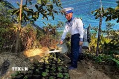 Người lính Trường Sa chắt chiu từng giọt nước ngọt để giữ màu xanh cho cây nơi đảo xa nắng gió. (Ảnh: TTXVN phát)