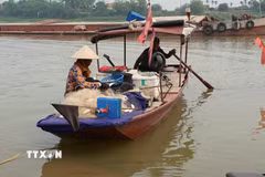 Cá mòi được đánh bắt bằng lưới truyền thống tại khúc sông Hồng chạy qua phường Phố Hiến (Hưng Yên). (Ảnh: Mạnh Khánh/TTXVN)