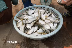Cá mòi được coi là đặc sản của vùng đất Hưng Yên. (Ảnh: Mạnh Khánh/TTXVN)