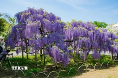 Hoa tử đằng giống hoa rủ ngắn và tím đậm cũng đang nở rộ tại công viên. (Ảnh: Xuân Giao/TTXVN)