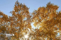 Cảnh đẹp mùa thu tại khu tự trị Nội Mông, Trung Quốc. (Ảnh: THX/TTXVN)