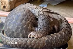 Cá thể tê tê Java (Manis javanica) có trọng lượng hơn 4 kg, là loài động vật rừng nguy cấp, quý, hiếm thuộc Nhóm IB. (Ảnh: TTXVN phát)