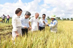 Sản xuất lúa gạo-Điểm sáng trong quan hệ hợp tác nông nghiệp Việt Nam-Cuba. (Nguồn: TTXVN)