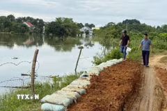 Đê tả sông Hoàng đoạn chảy qua xã Triệu Sơn xảy ra sự cố phát hiện hố sụt và nguy cơ tràn đê. Chính quyền địa phương đã kịp thời khắc phục. (Ảnh: Nguyễn Nam/TTXVN)