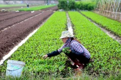 Chăm sóc rau màu trên cánh đồng thôn Đông Cao (xã Tráng Việt, huyện Mê Linh). (Ảnh: Kinh tế Đô Thị)