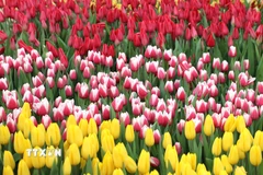 Hoa tulip nở rộ với nhiều sắc màu tại Quảng trường Quốc gia, Washington D.C. (Ảnh: Ngọc Quang/TTXVN)
