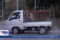 Sân bay Nhật Bản đóng cửa tạm thời do gấu đi lạc 