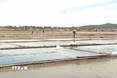 Những cánh đồng muối Sa Huỳnh ở thị xã Đức Phổ, tỉnh Quảng Ngãi. (Ảnh: TTXVN phát)