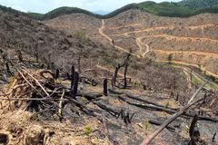 Diện tích rừng bị đốt phá rừng trên địa bàn xã Bố Trạch (Quảng Trị). (Ảnh: Tá Chuyên/TTXVN)
