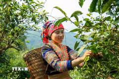Đôi bàn tay thoăn thoắt lựa chọn những búp chè non, mỗi búp chè không chỉ mang hương vị núi rừng mà còn gửi gắm hy vọng về cuộc sống ổn định của người dân nơi đây. (Ảnh: Quỳnh Anh/TTXVN)