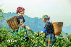 Phụ nữ Mông lên nương thu hái chè Shan Tuyết, bắt đầu một ngày lao động quen thuộc trên các triền chè cổ thụ. (Ảnh: Quỳnh Anh/ TTXVN)