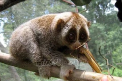 Loài Culi nhỏ. (Ảnh tư liệu: TTXVN phát)