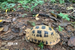 Rùa núi vàng. (Ảnh: TTXVN phát)