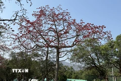 Hoa gạo nở vào cuối tháng 2 cho đến đầu tháng 3 ở Hong Kong. (Ảnh: Mạc Luyện/TTXVN)