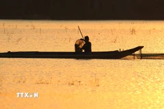 Kéo lưới bắt cá trên cánh đồng mùa lũ xã Vị Thanh 1, thành phố Cần Thơ. (Ảnh: Duy Khương/TTXVN)