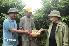 Cán bộ Hợp tác xã Dịch vụ nghiệp Hoàng Tiến kiểm tra na thu hoạch tại vườn. (Ảnh: Tiến Vĩnh/TTXVN)