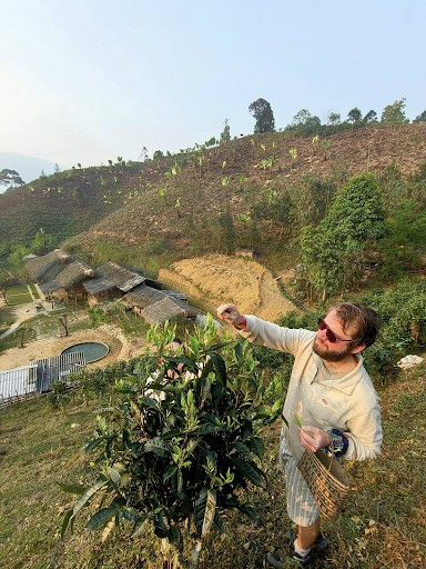 Tourists experience tea picking in Ban Lien. (Photo: NVCC) anh-2.png