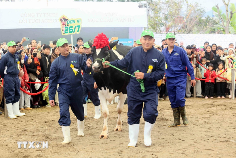 Hội thi hoa hậu bò sữa Mộc Châu năm 2026. (Ảnh: Quang Quyết/TTXVN)