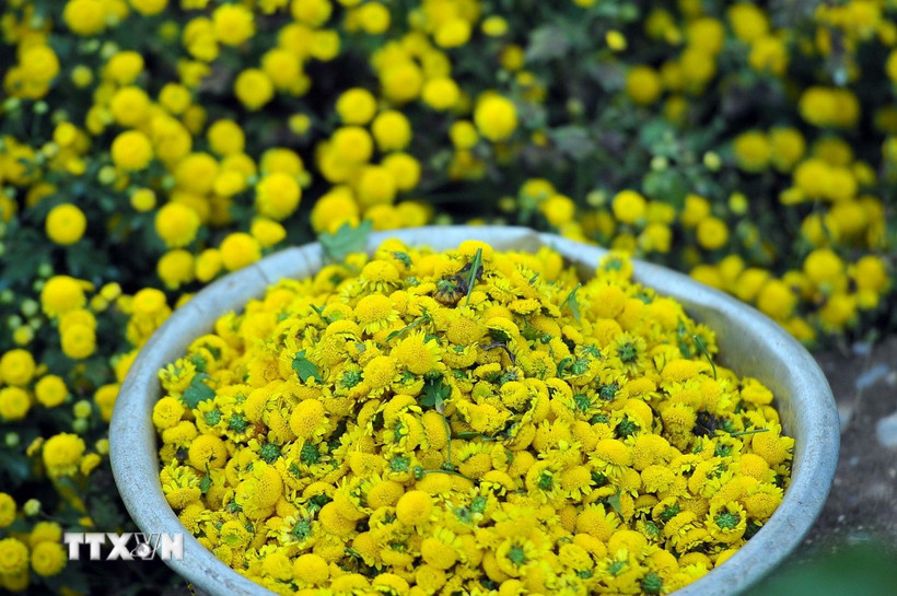 Cúc chi Hưng Yên hay còn gọi là cúc Tiến vua được sử dụng trong y học cổ truyền để bồi bổ sức khỏe và làm dịu một số triệu chứng bệnh thông thường hoặc để làm trà hoa cúc.. (Ảnh: Phạm Kiên/TTXVN)