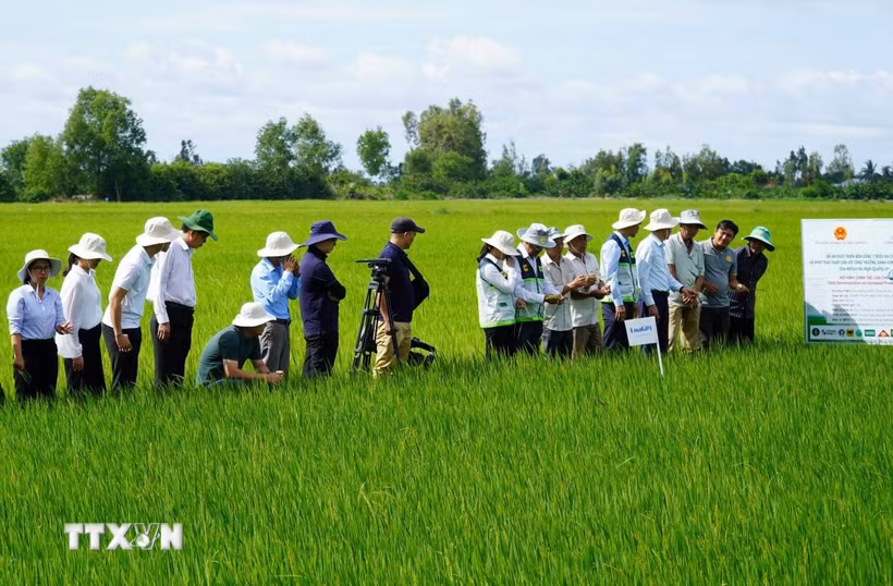 Lãnh đạo Trung tâm Khuyến nông Quốc gia cùng cán bộ khuyến nông cộng đồng tham quan mô hình canh tác lúa chất lượng cao, phát thải thấp tại An Giang. (Ảnh: Văn Sĩ/TTXVN)