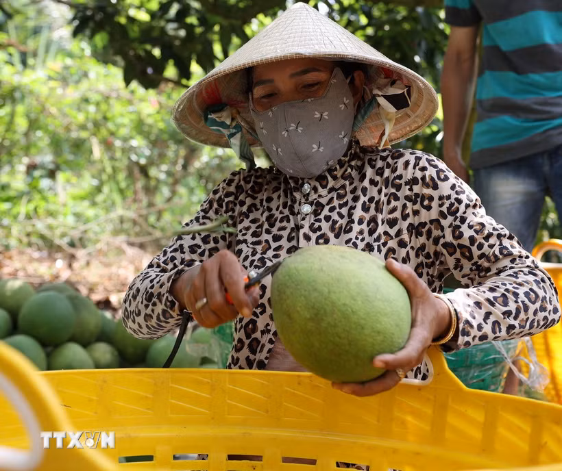 Nông dân kiểm tra chất lượng, phân loại mẫu mã bưởi da xanh ngay tại vườn nhằm bảo đảm tiêu chuẩn phục vụ xuất khẩu. (Ảnh: Hoàng Nhị/TTXVN)
