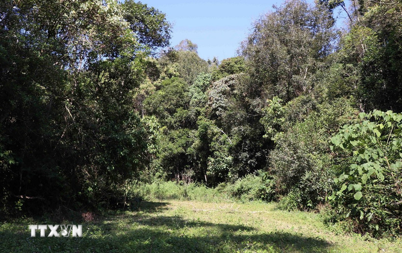 Rừng đặc dụng Mường Phăng. (Ảnh: Hải An-Xuân Tiến/TTXVN)