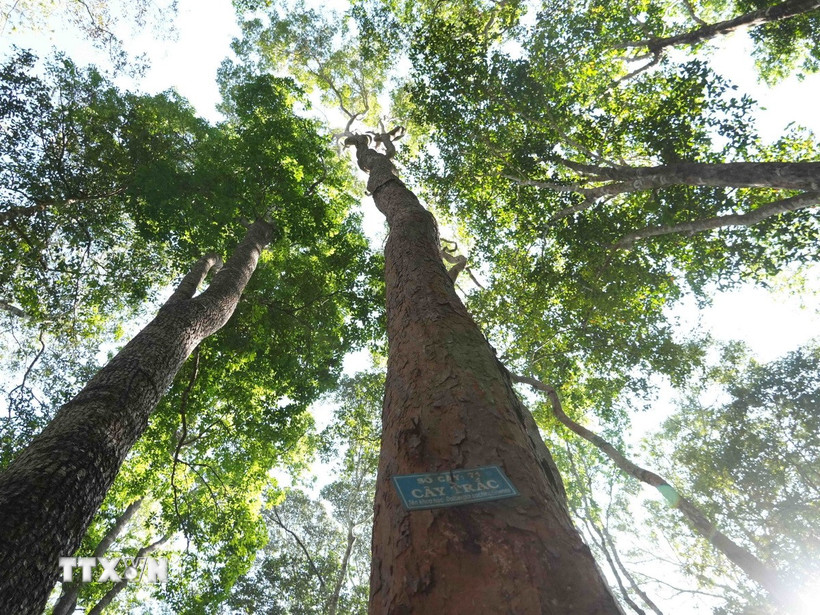 Quần thể cây trắc được bảo vệ nghiêm ngặt trong Rừng đặc dụng Đăk Uy. (Ảnh: Dư Toán/TTXVN)