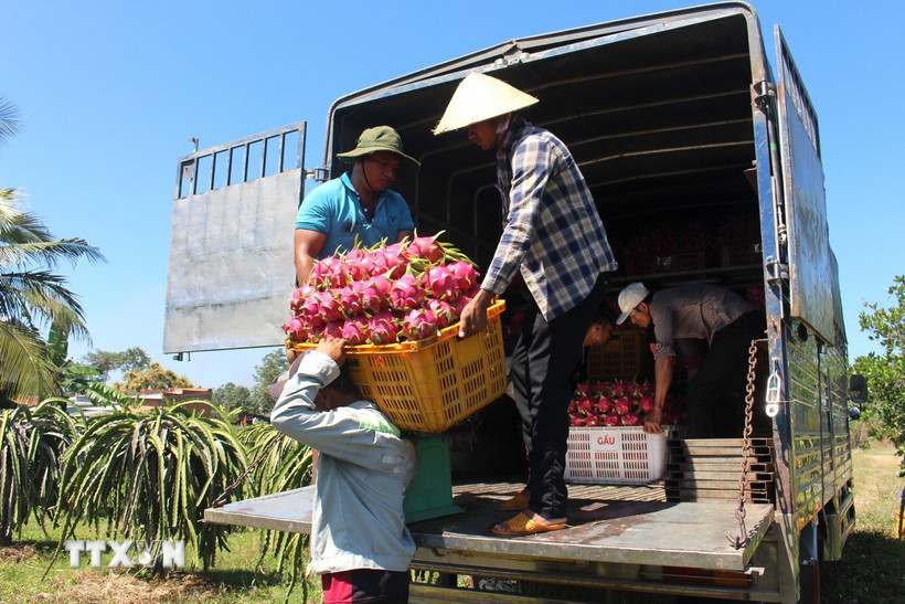 Giá trái thanh long tại vườn ở Lâm Đồng có giá dao động từ 12.000-14.000 đồng/kg. (Ảnh: Hồng Hiếu/TTXVN)