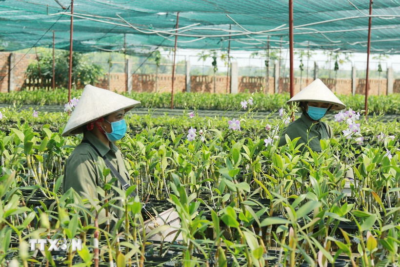 Nhân viên chăm sóc hoa tại vườn lan Ngọc Đan Vy, Thành phố Hồ Chí Minh. (Ảnh: Xuân Anh/TTXVN)