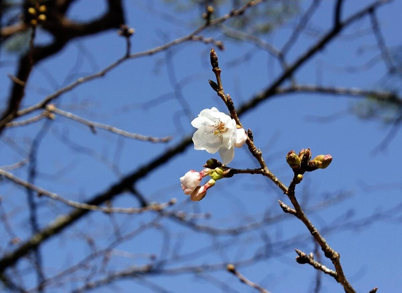Hoa anh đào bắt đầu nở ở thành phố Kochi. (Nguồn: The Japan News)
