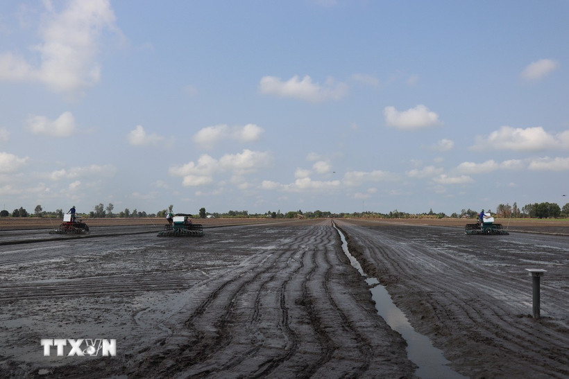 Ngành nông nghiệp vận động nông dân chỉ xuống giống khi đảm bảo nguồn nước tưới nội đồng. (Ảnh: Thu Hiền/TTXVN)